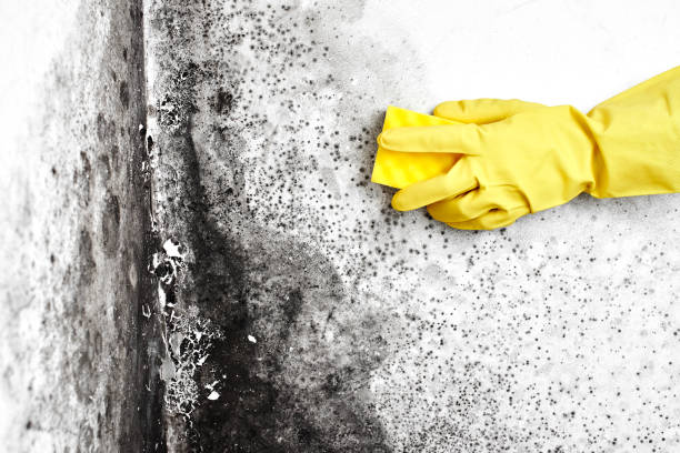 Best Residential Mold Remediation in Hayfield, VA