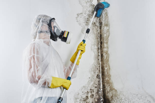 Best Mold Testing and Inspection Services in Hayfield, VA