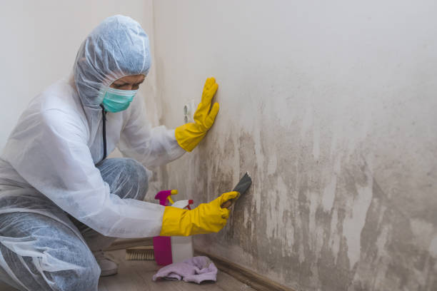 Best Residential Mold Remediation in Hayfield, VA