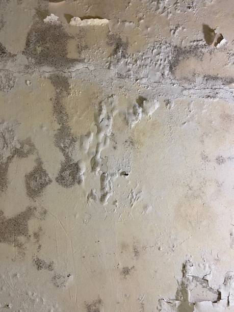 Best HVAC Mold Remediation in Hayfield, VA