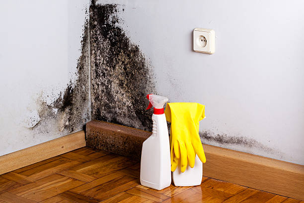 Best Post-Flood Mold Remediation in Hayfield, VA