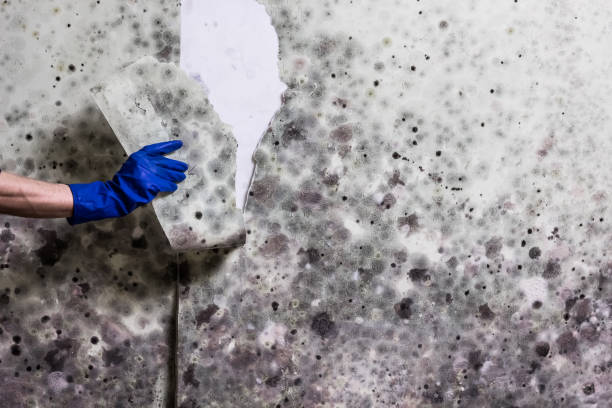 Reliable Hayfield, VA Mold Remediation Solutions